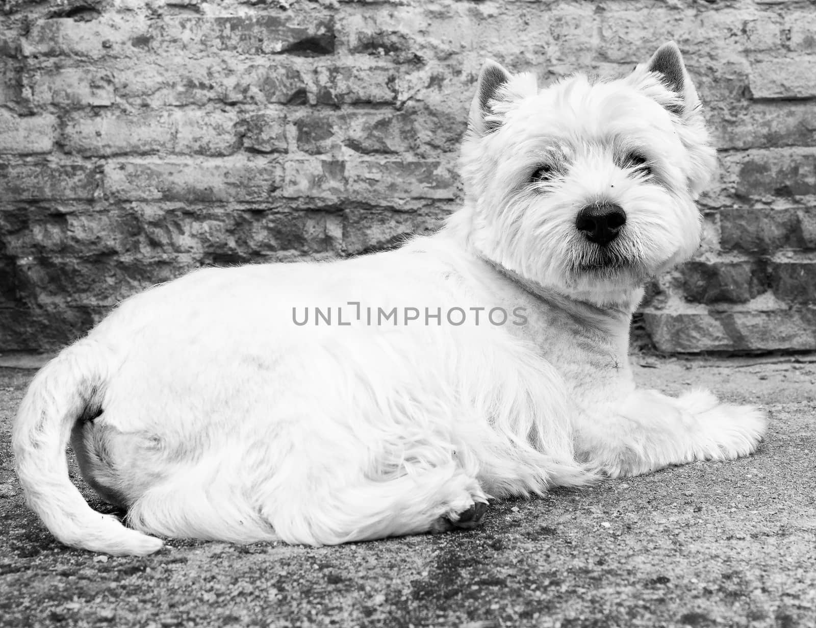 West Highland White Terrier sitting at the old brick wall. Nice contrast  of the dog hairs and contour of bricks. by rdonar2