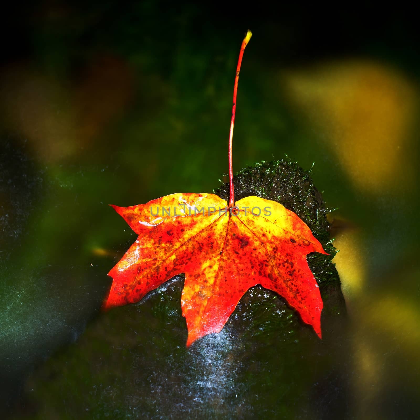 Red autumnal  maple leaf in water. Dried leaf caught on stone by rdonar2