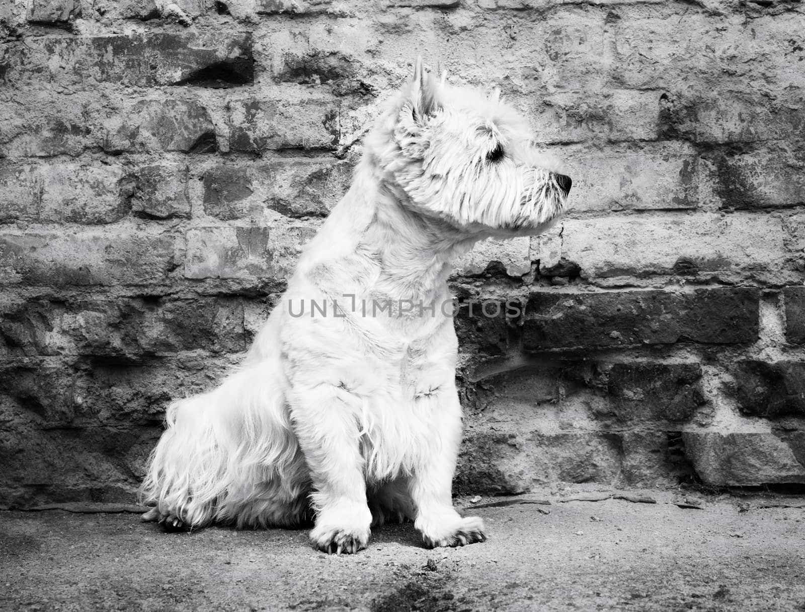 West Highland White Terrier sitting at the old brick wall. Nice contrast  of the dog hairs and contour of bricks.  The dog watches the surroundings