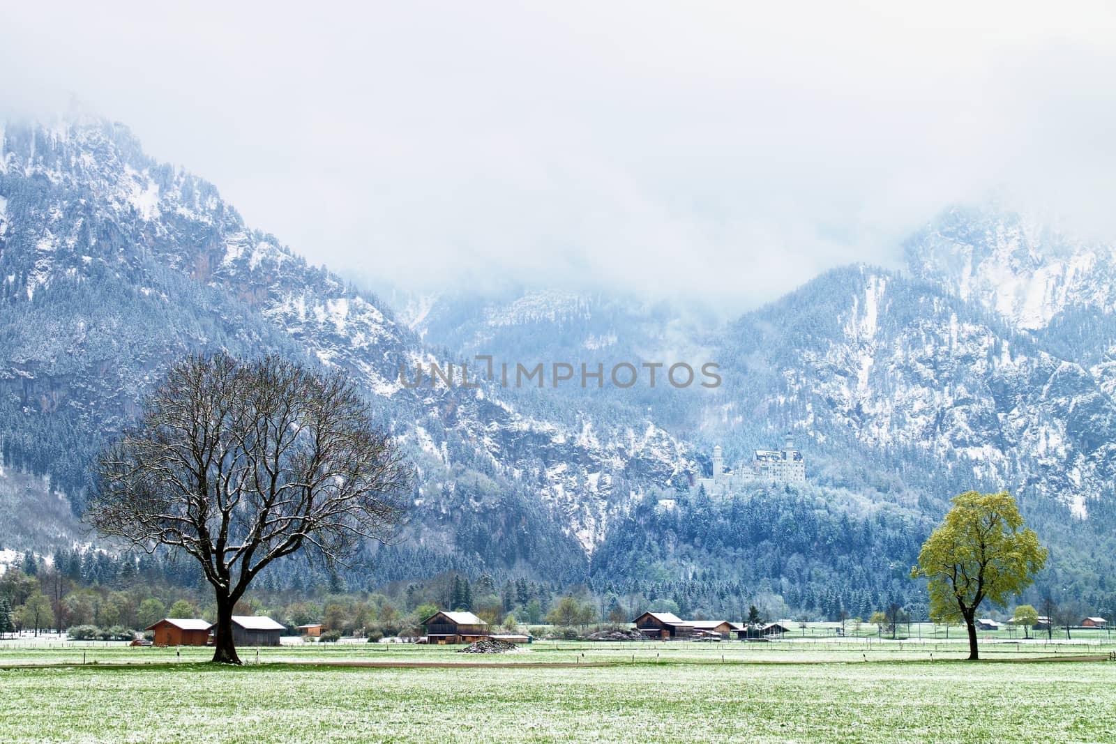 Tree in snowy meadows, april weather. Cold and damp, misty and fogy  day in Alpine mountains. Dark peaks in heavy misty clouds. 