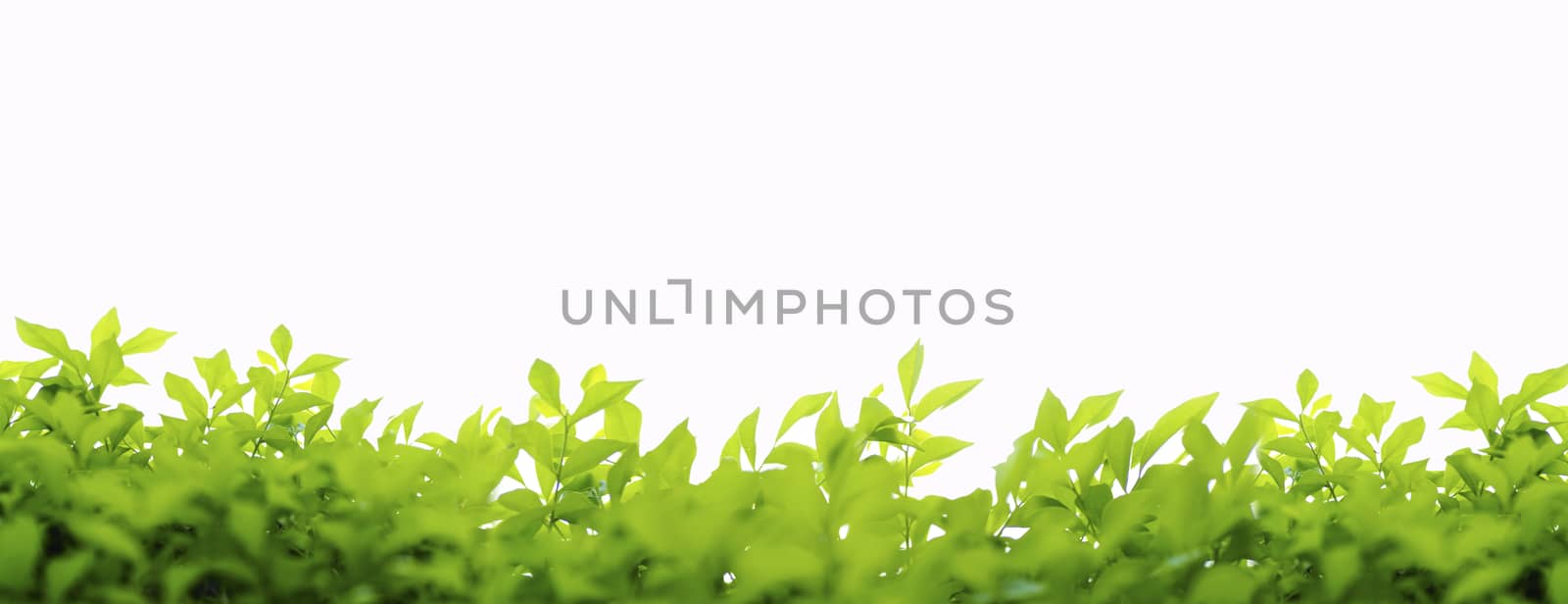 green leaves frame isolated on white background in Panorama style