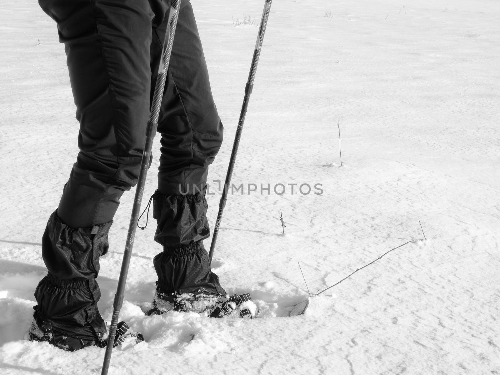 Man legs with snowshoes walk in snow. Detail of winter hike in snowdrift, snowshoeing with trekking poles and shoe cover in powder snow. Red plastic snowshoes.