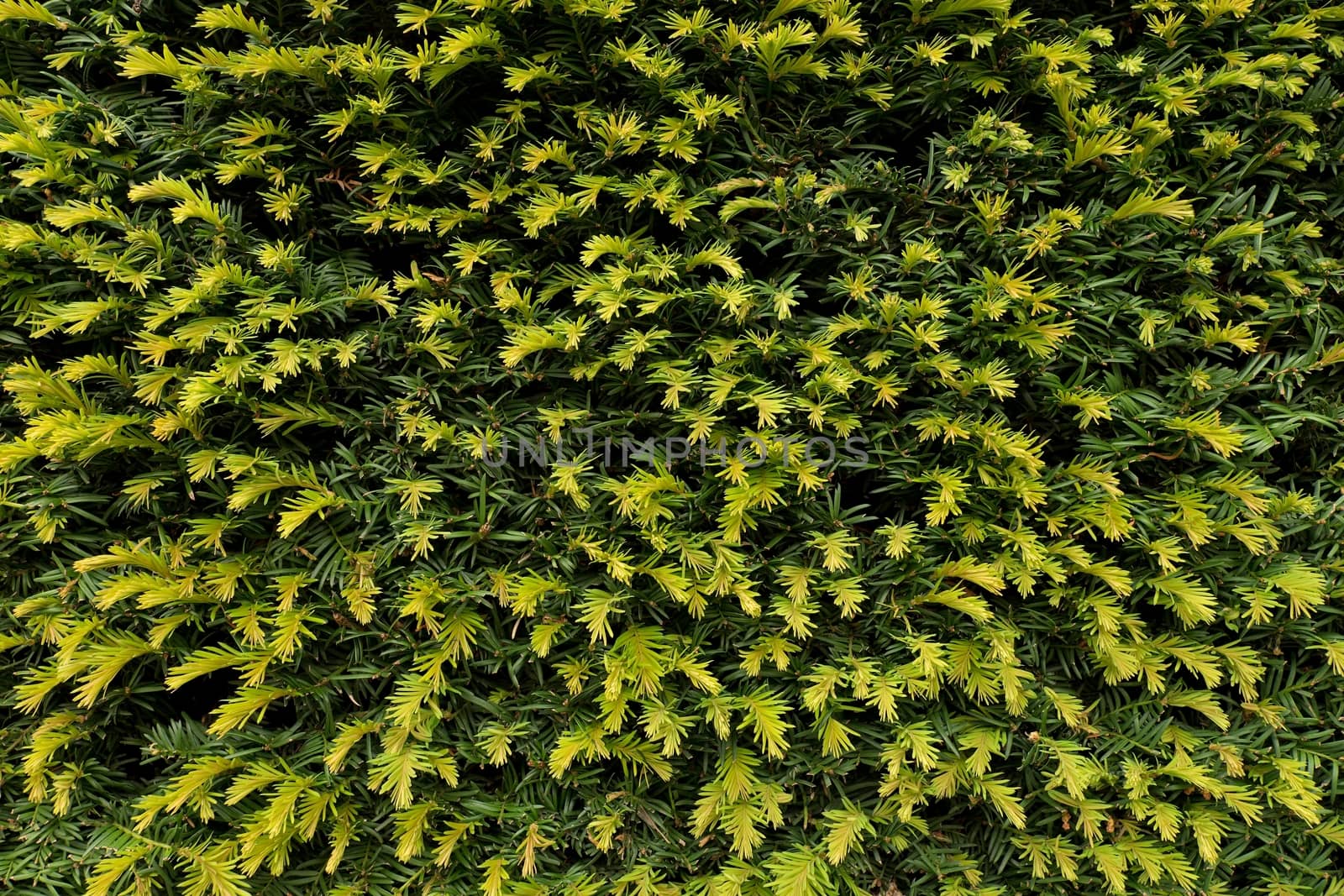 Fresh green branches with cut dry twigs as textura. Cut hedge fence in the garden.