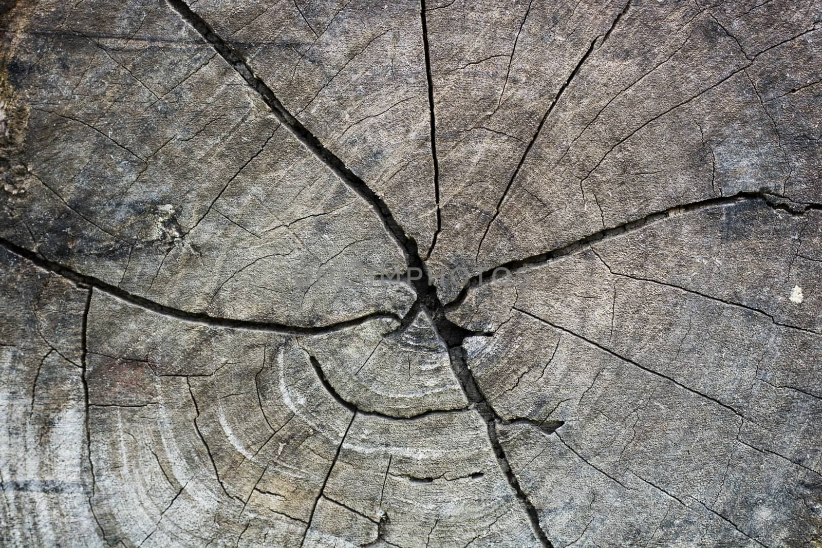 old grunge stump wood texture background