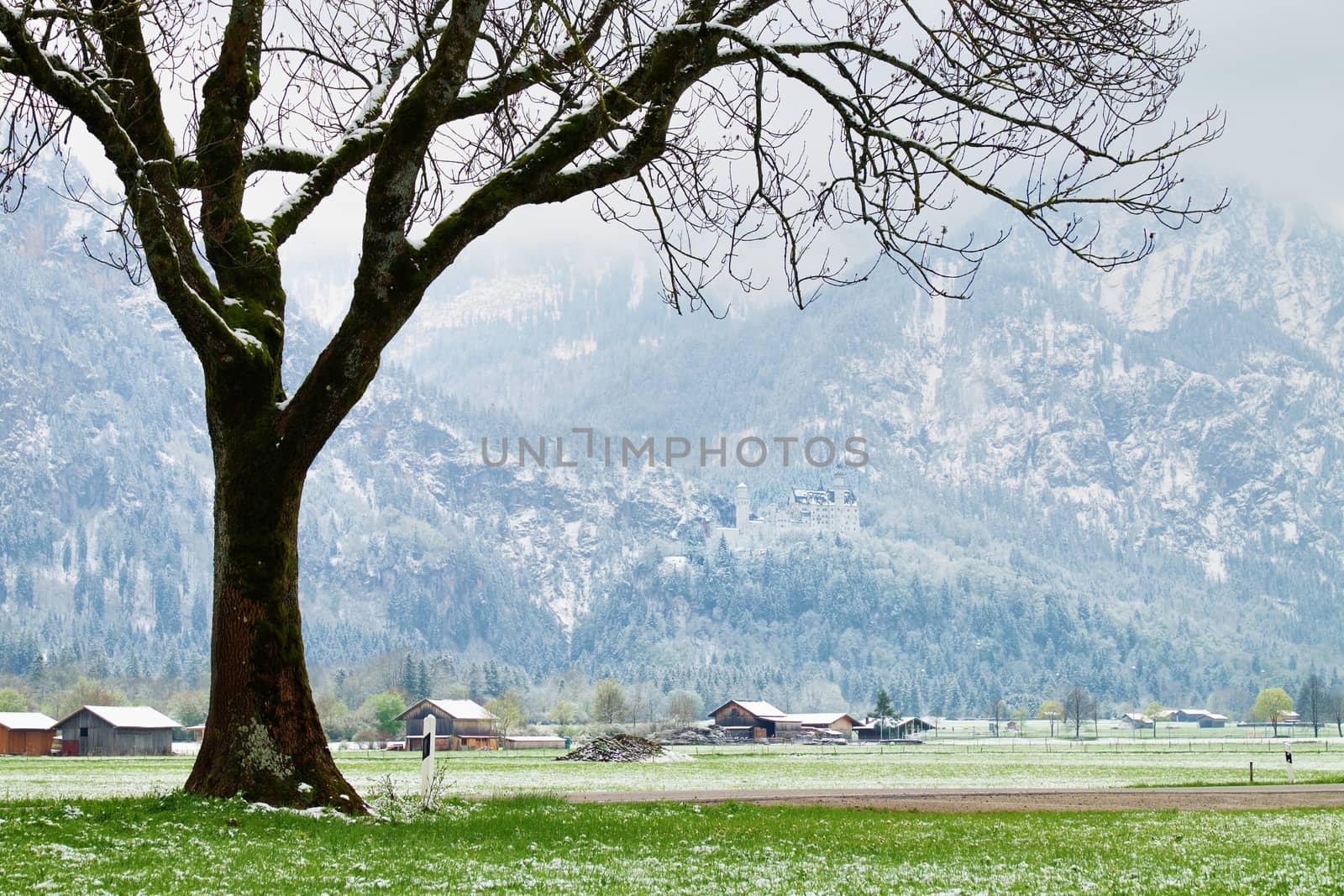 Tree in snowy meadows, april weather. Cold and damp by rdonar2