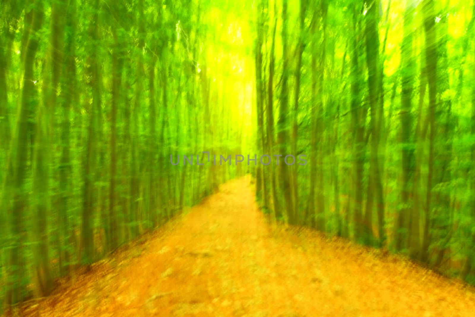 Defocused forest for background. Blurred and de focused fresh green colors in forest, orange leaves on path. Hypnotic blurry effect.