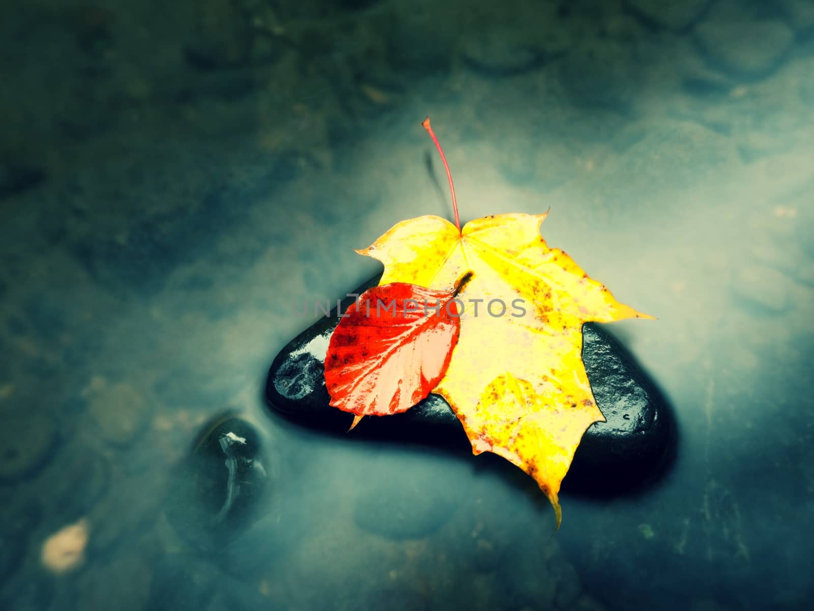 Fallen maple leaf. Rotten yellow orange dotted maple leaf in cold water of mountain stream. Colorful autumn symbol.  