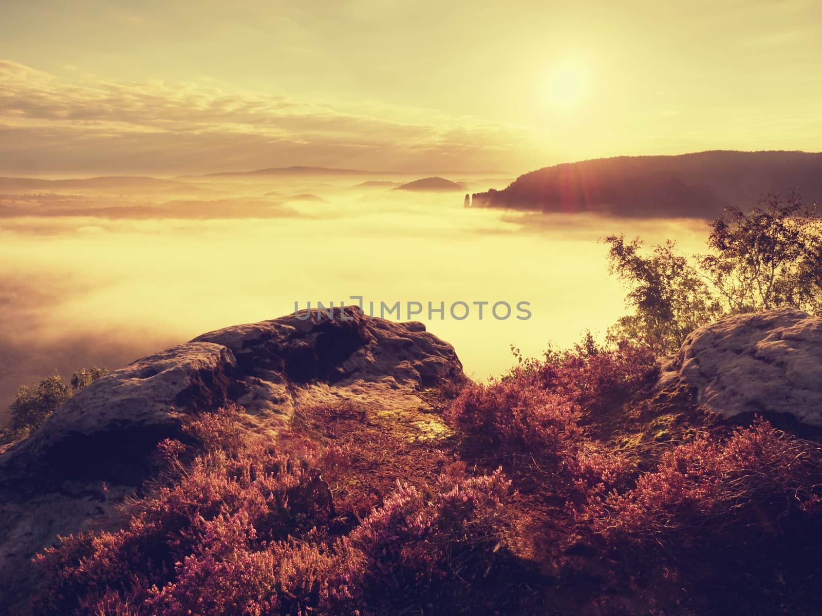 Pink red blooming heather bush on cliff in summer morning. Dreamy hilly countryside cover by heavy creamy mist.