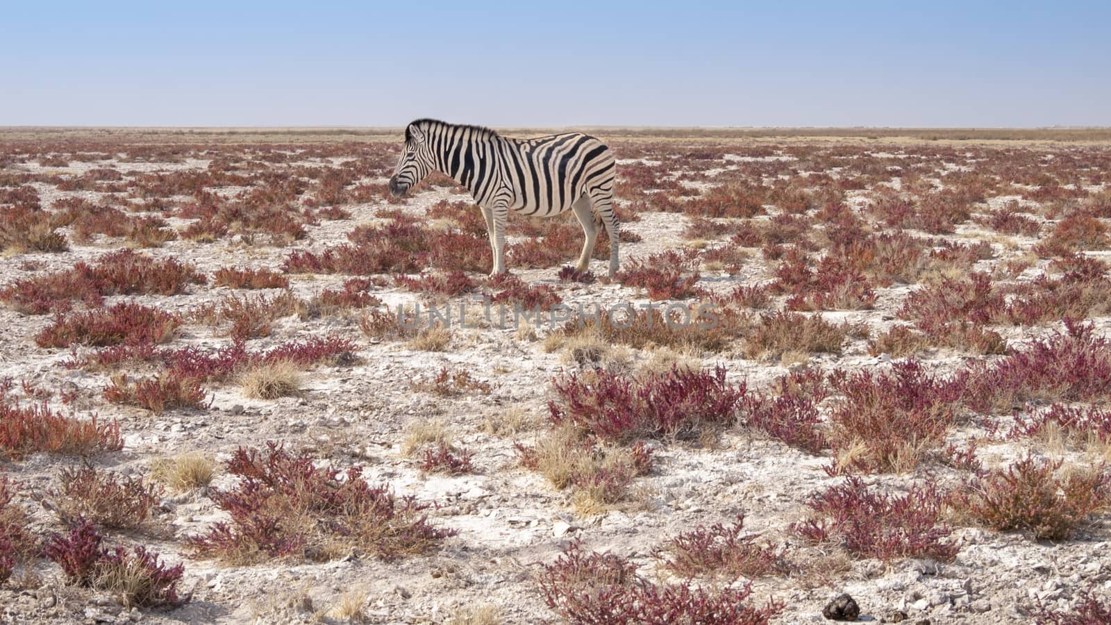 Zebra in the Etosha National Park in Namibia in Africa.