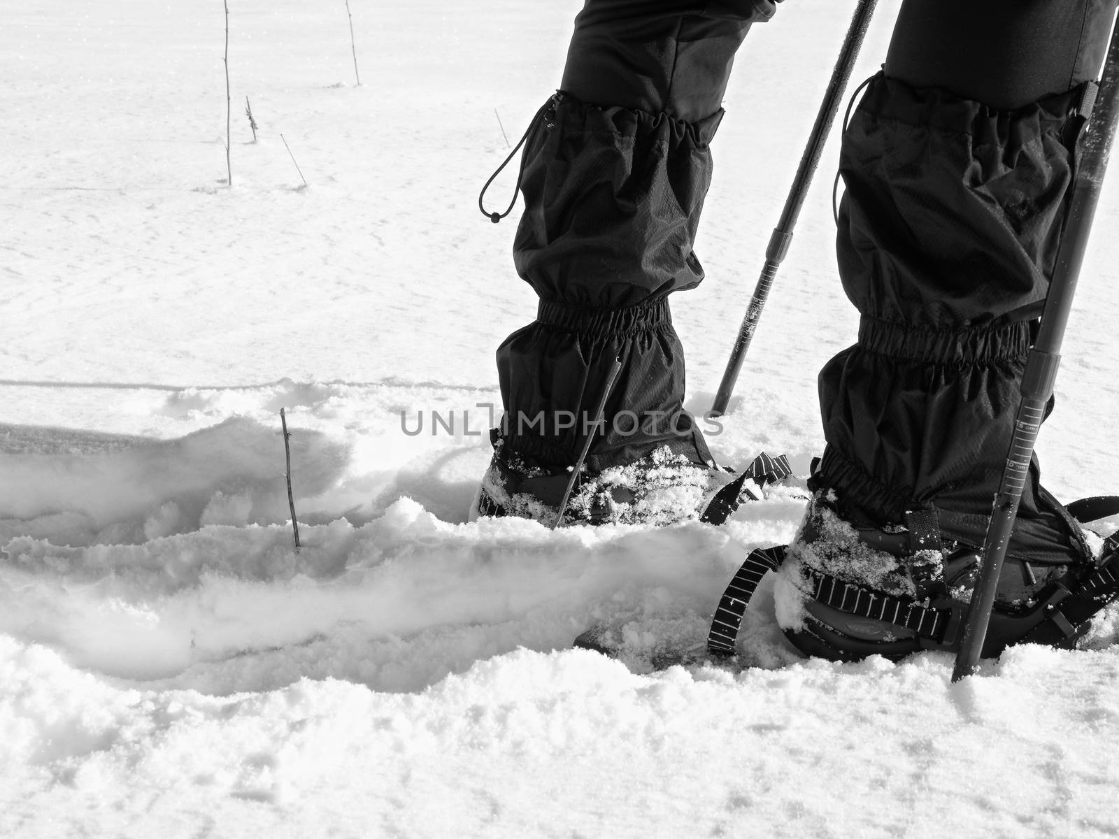 Man legs with snowshoes walk in snow. Detail of winter hike in snowdrift, snowshoeing with trekking poles and shoe cover in powder snow. Red plastic snowshoes.