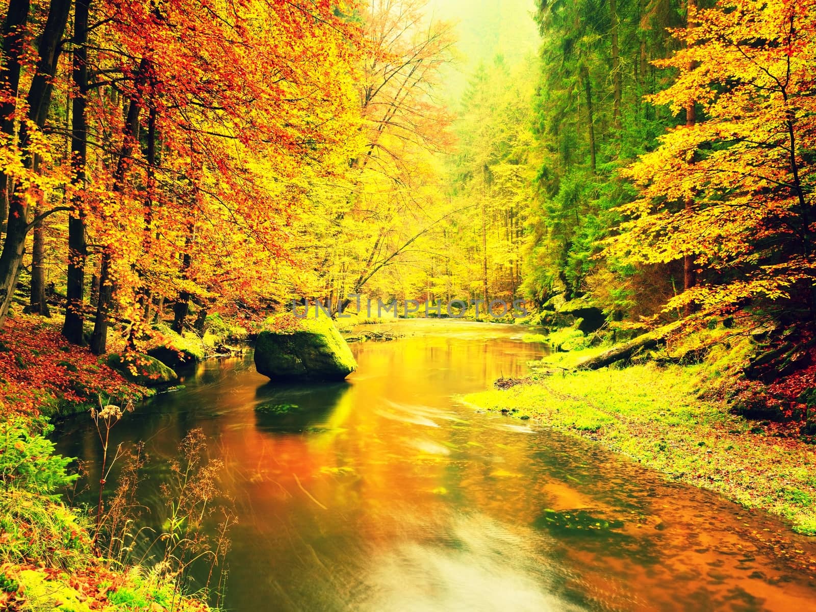 Autumn river. Colorful forest above mountain river. Water under leaves trees. Low level with yellow orange  reflection.  Green mossy boulder in stream.