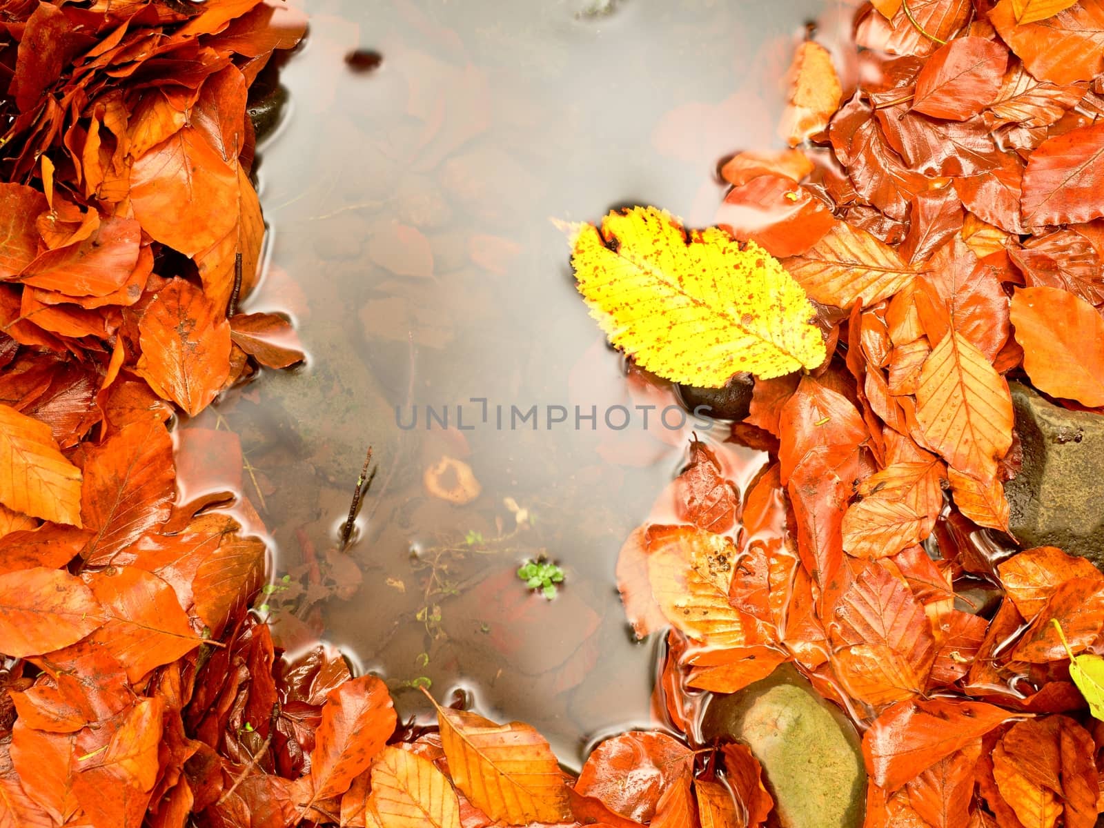 Fallen beech leaves and stones in water of mountain river. Autumn colors. Symbol of fall season.  Orange rotten  leaves bellow water level. Silver mirrow reflection in smooth water level.