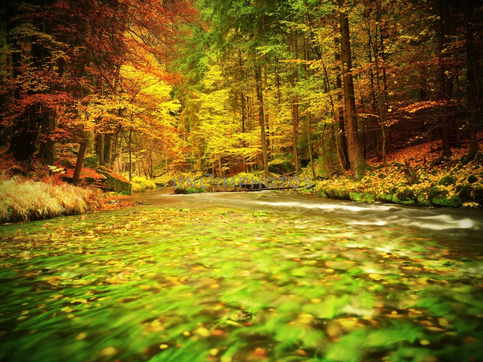 Autumn nature. Mountain river in colorful leaves forest . Mossy and boulders on river bank, green algae