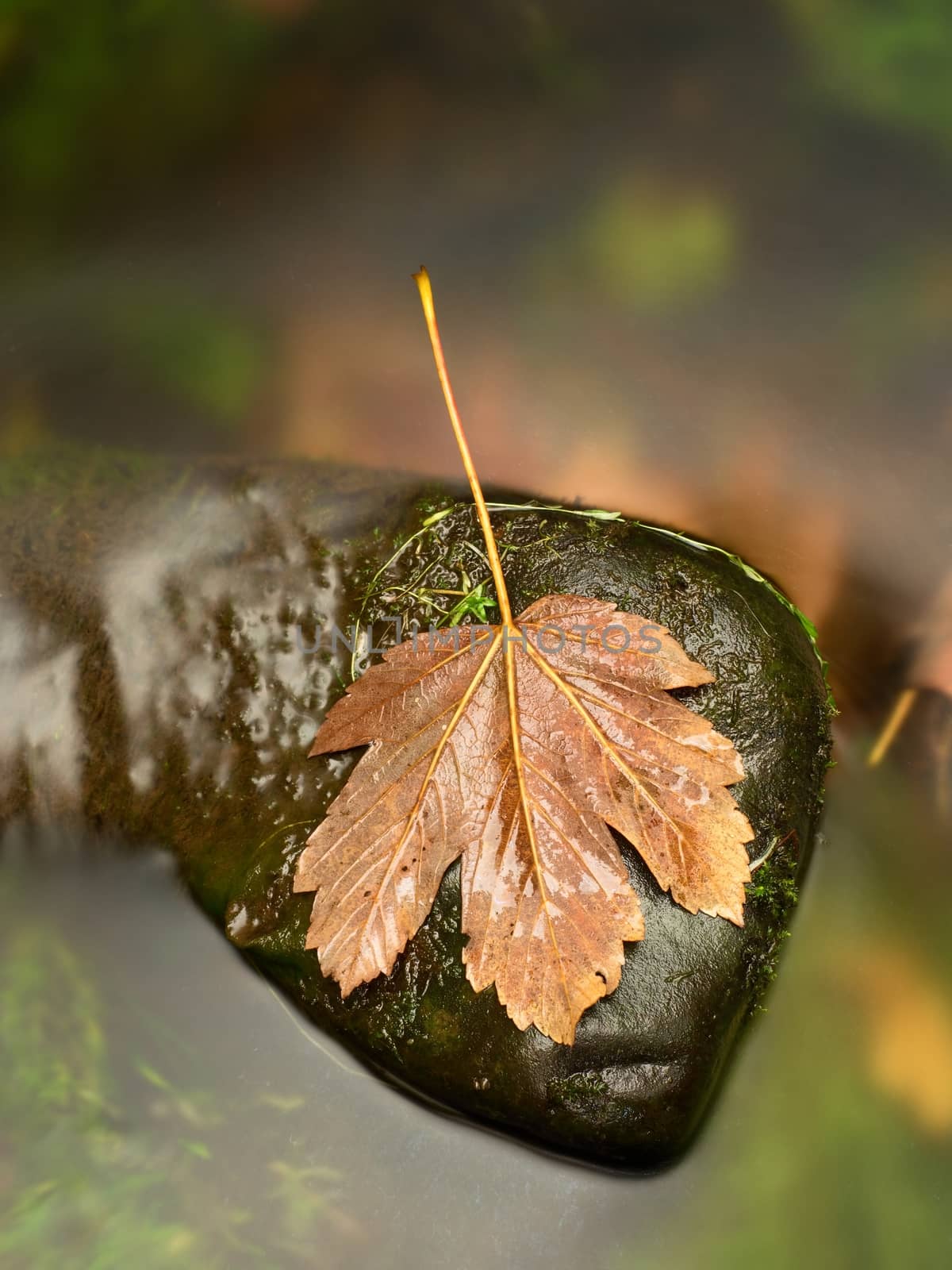 Fallen broken yellow maple leaf. Autumn castaway on wet slipper stone in cold blurred water of mountain river.