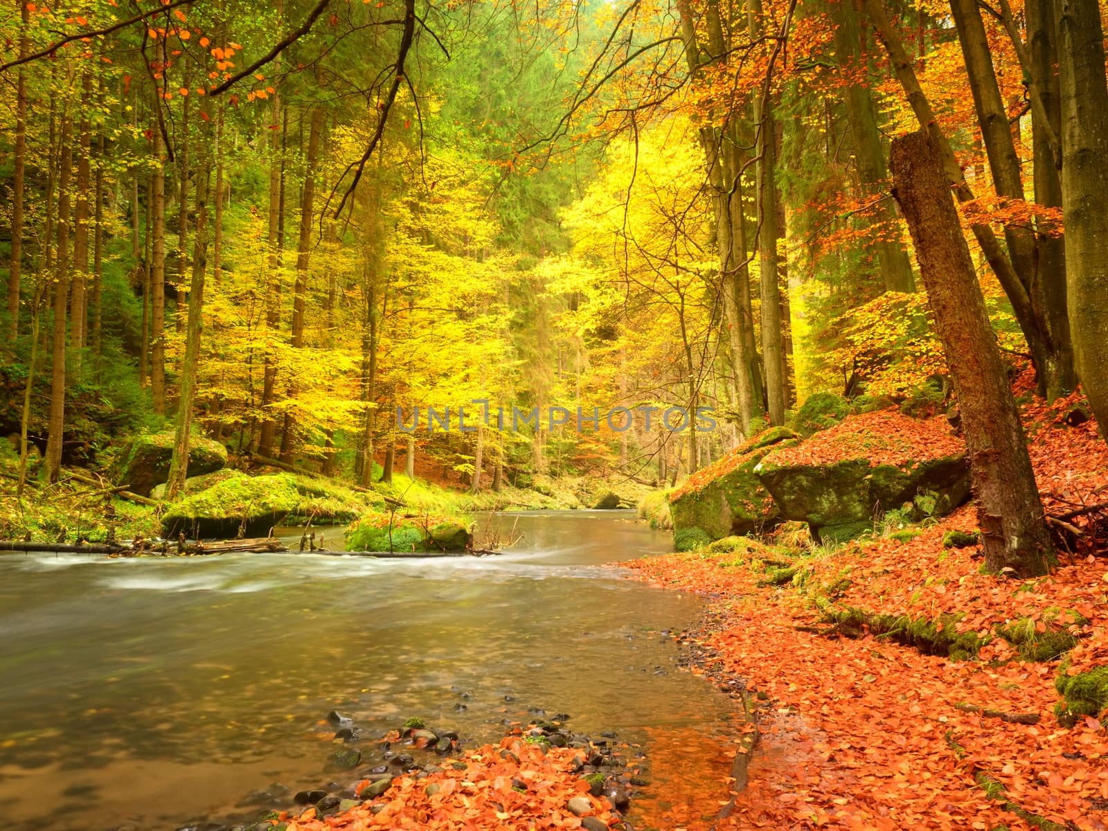 Fall at mountain river. Low level of water, gravel with vivid colorful leaves. Mossy boulders on river bank, yellow orange  leaves on trees.