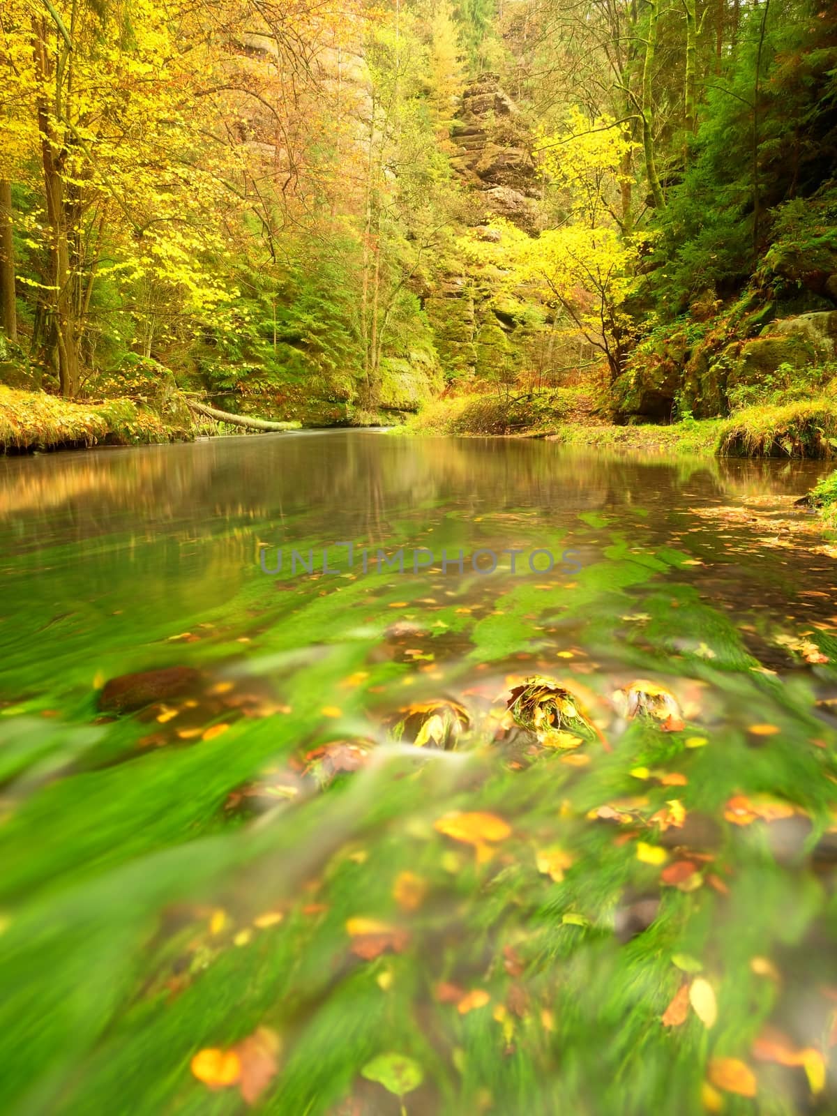 Fall season at mountain river. Green algae in  water, colorful autumn  leaves. by rdonar2
