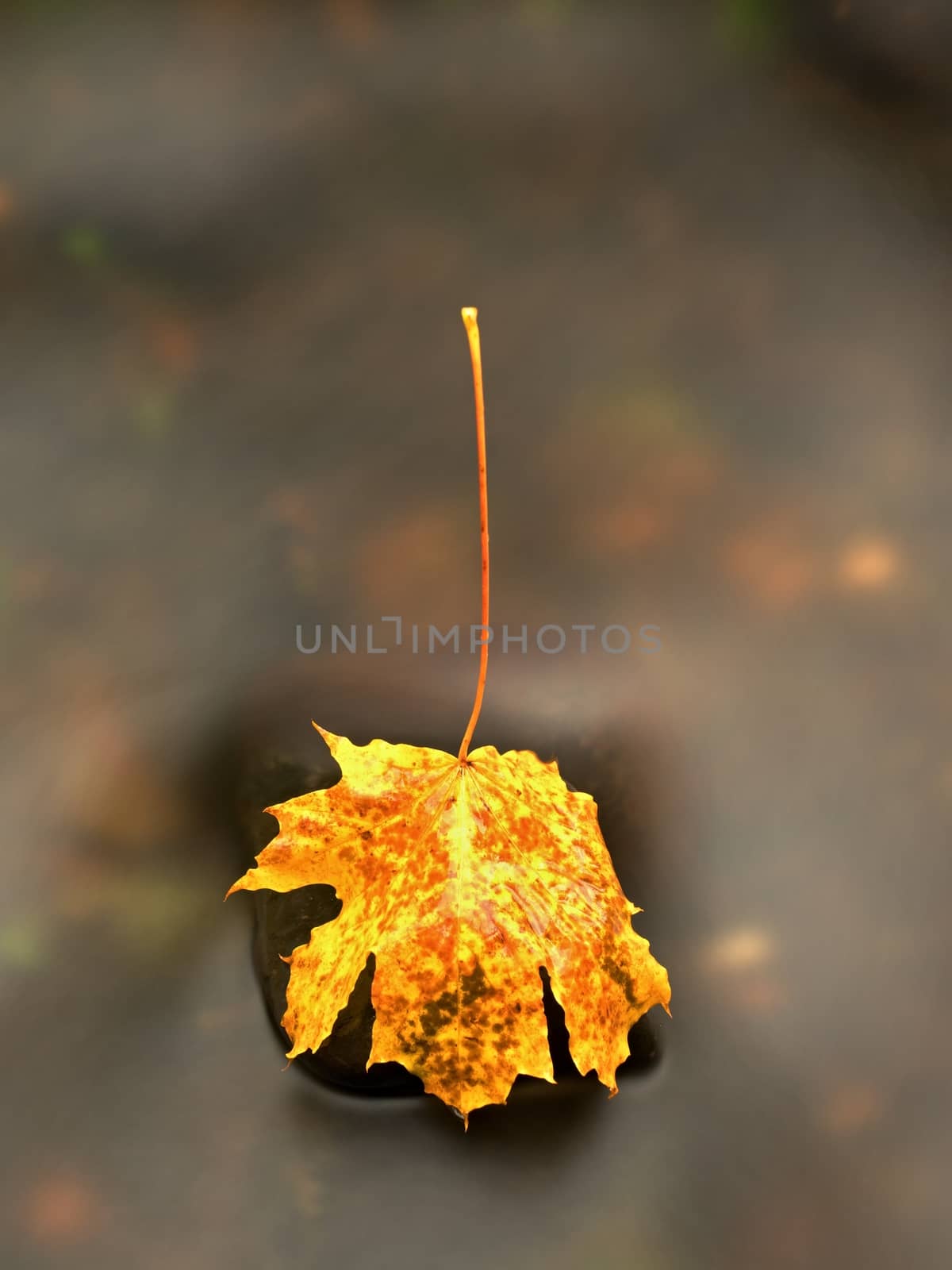 Autumn nature. Detail of rotten orange red  maple leaf. Fall leaf on stone  by rdonar2