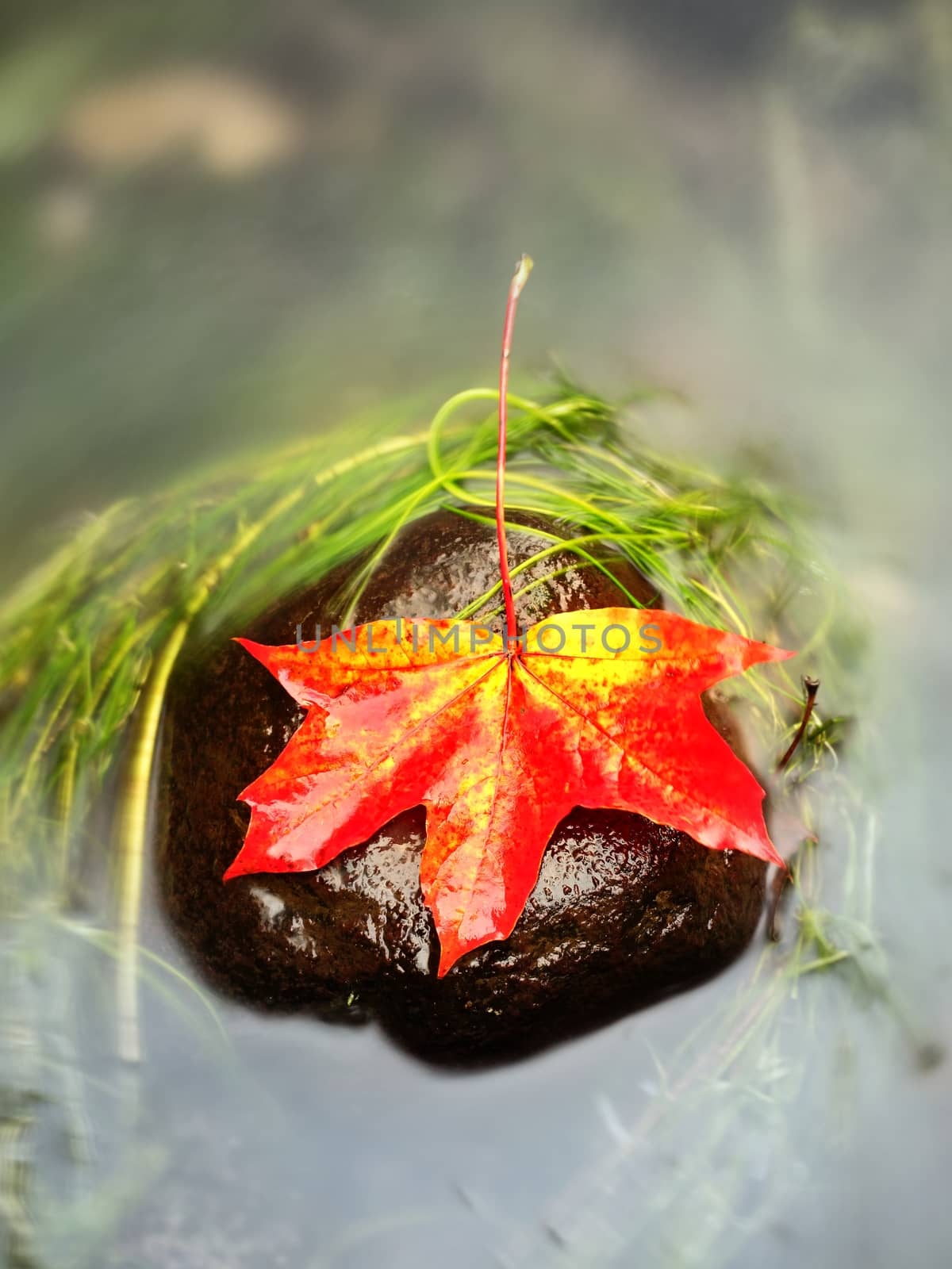 Caught yellow orange maple leaf on  long green algae stone. Colorful symbol by rdonar2