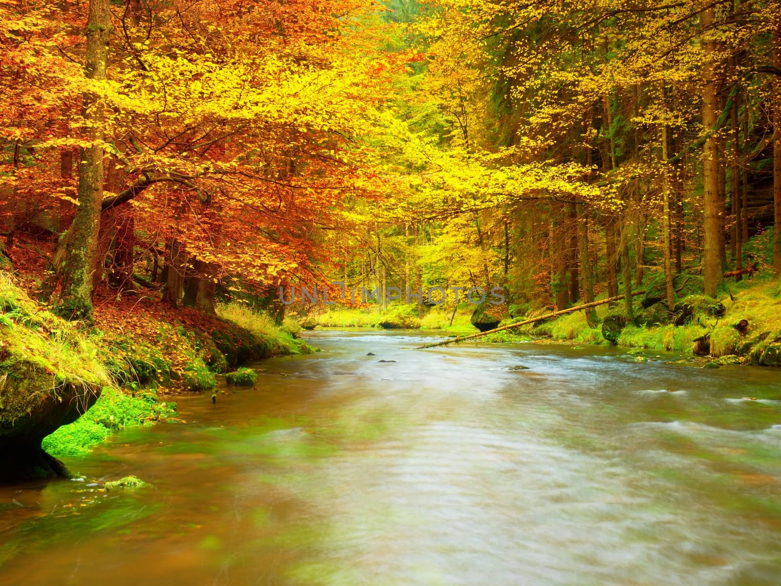 Autumn river. Colorful forest above mountain river. Water under leaves trees. Low level with yellow orange  reflection.  Green mossy boulder in stream.