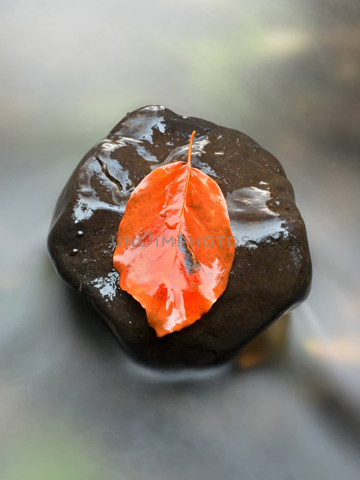 A fall colored leaf resting on a stone  with water flowing around it. Yellow  orange symbol of autumn