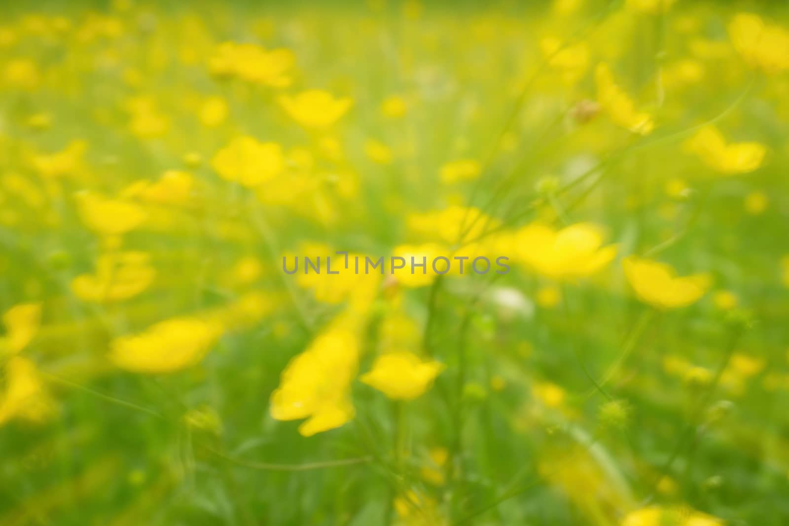 Defocused yellow flowers and grass. Blurred and de focused yellow blossom and green stalks leaves for background. Hypnotic blurry effect.