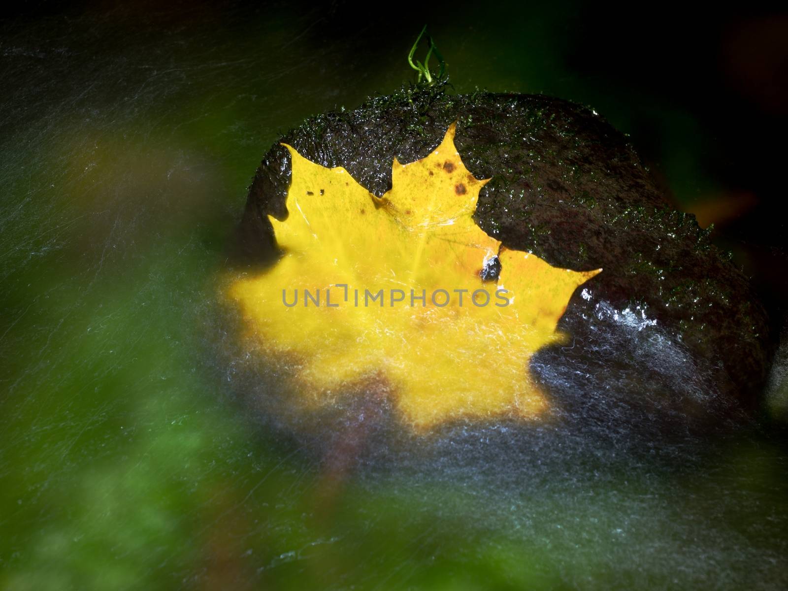 The yellow broken leaf from maple tree on basalt stone in blurred water of mountain river. Beauty scenery. Broken stone. Beauty maple leaf in water. Fall scenery. Beauty autumn water. Stone rapids