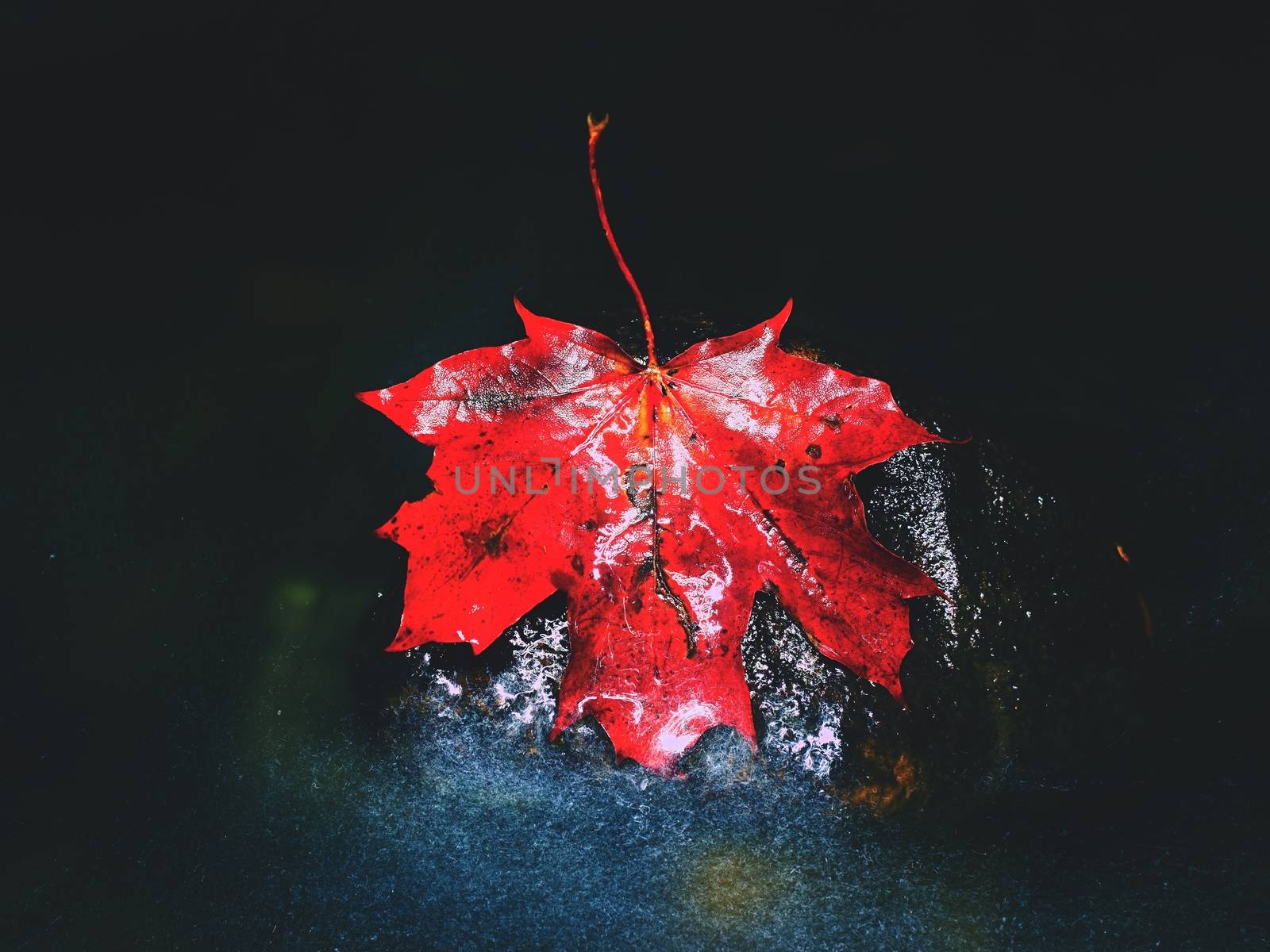 Yellow red  maple leaves flow in river. Dried fallen colorful leaves on water green algae in cold water