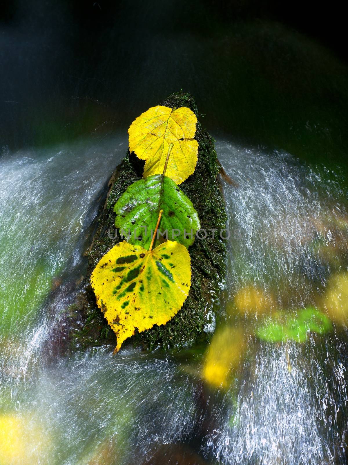 Yellow green alder leaves in rapid stream. Detail of rotten alder leaf triplets lay on dark stone in shinning  water of rapids. Autumnal leaves.