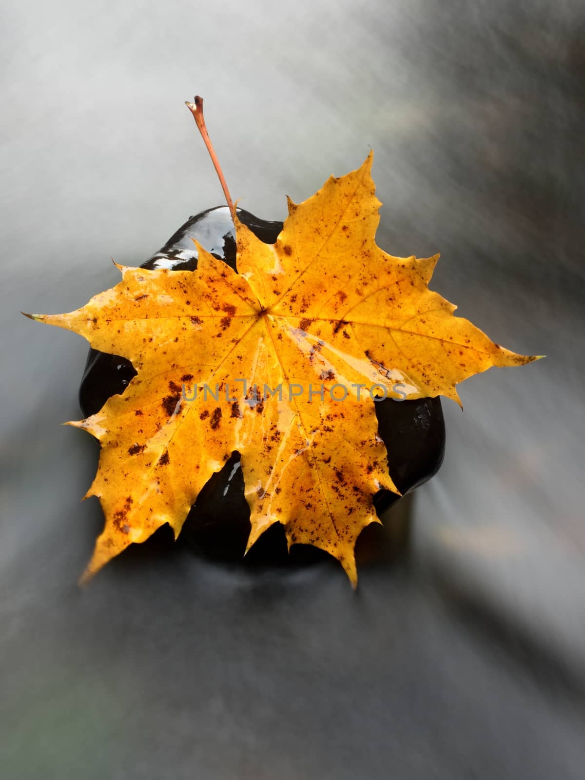 The colorful broken leaf from maple tree on basalt stones in blurred water by rdonar2