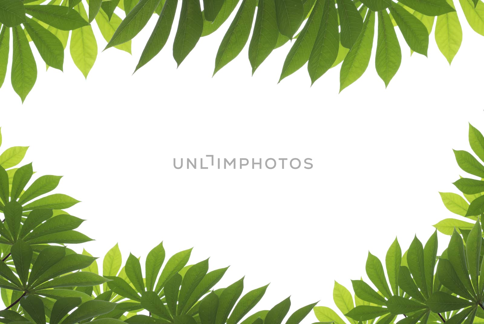 green leaves frame isolated on white background by ngad
