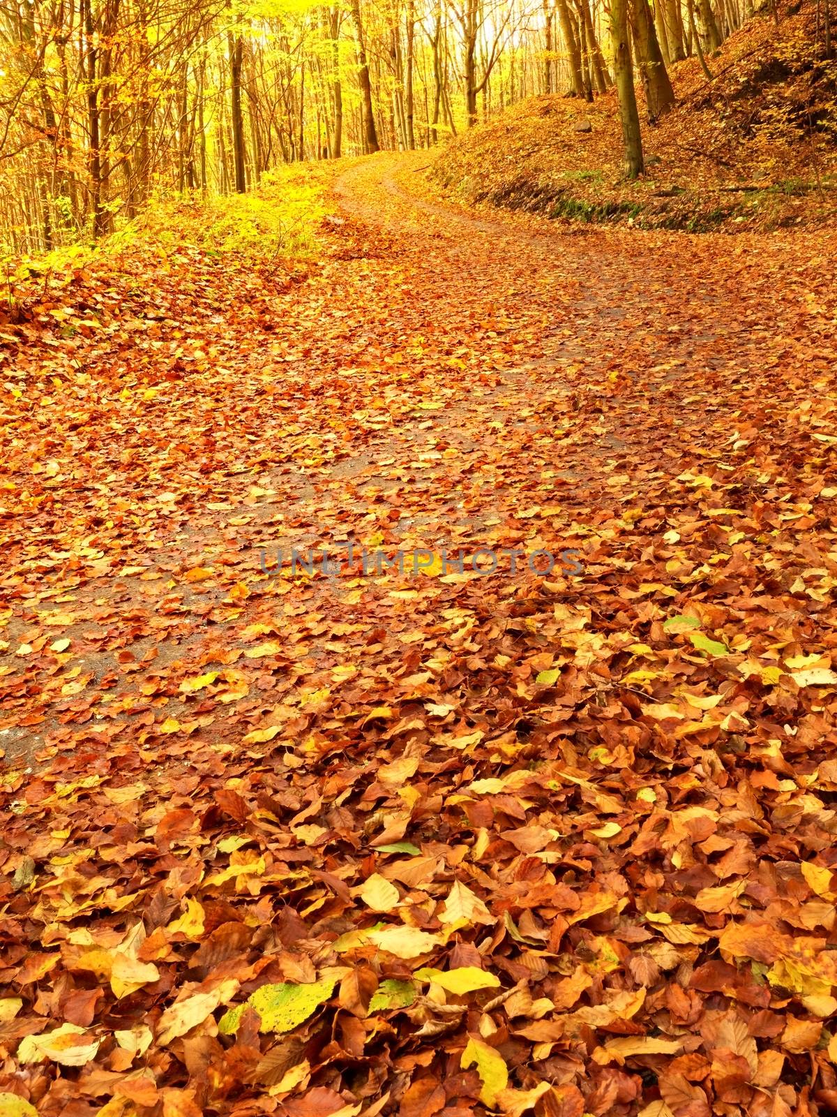 Autum in nature. Colorful autumnal landscape with deciduous forest and many fallen leaves