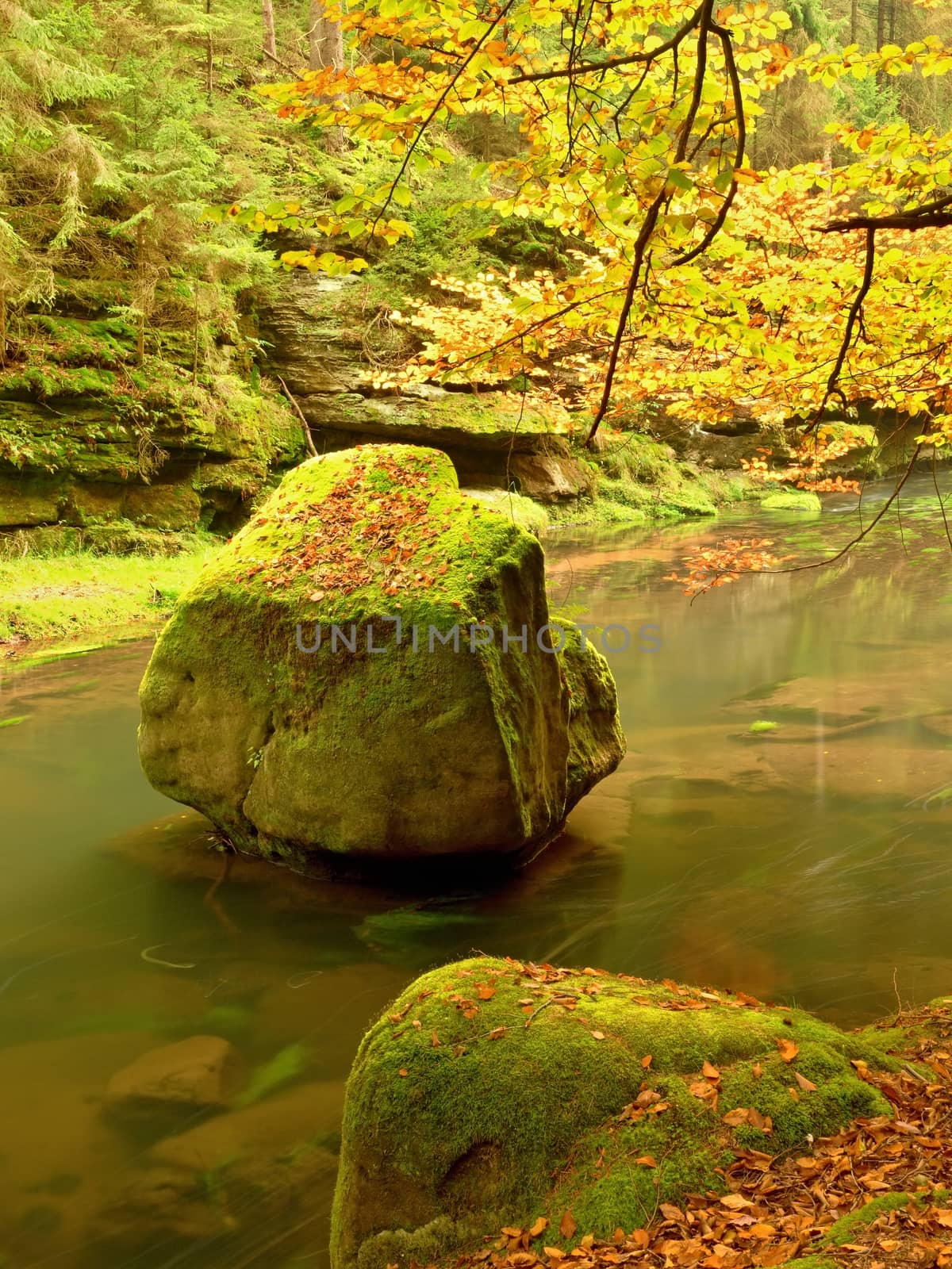 Colors of autumn mountain river. Colorful banks with leaves, leaves trees bended above river. Mossy boulder in cold water of autumnal river.