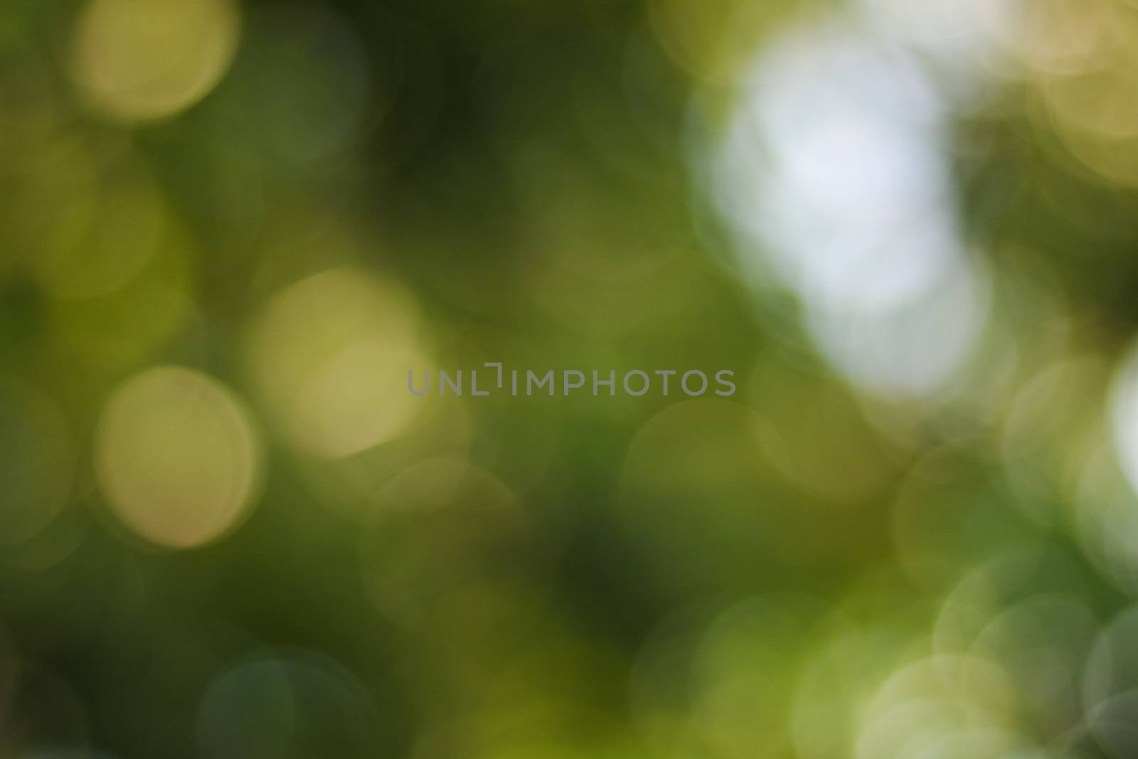 Defocused soft blur green bokeh of leaf and light background