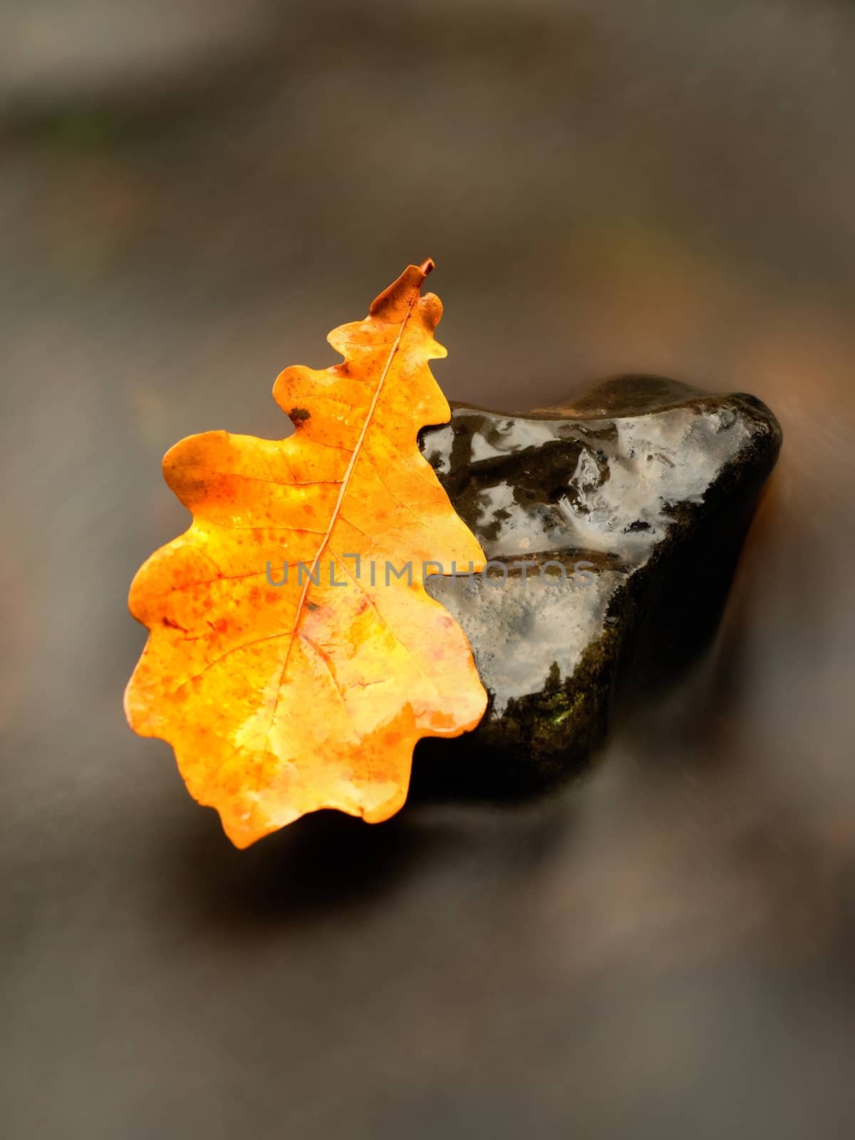 Detail of rotten old oak leaf on basalt stone in blurred water of mountain river, first autumn leaves.