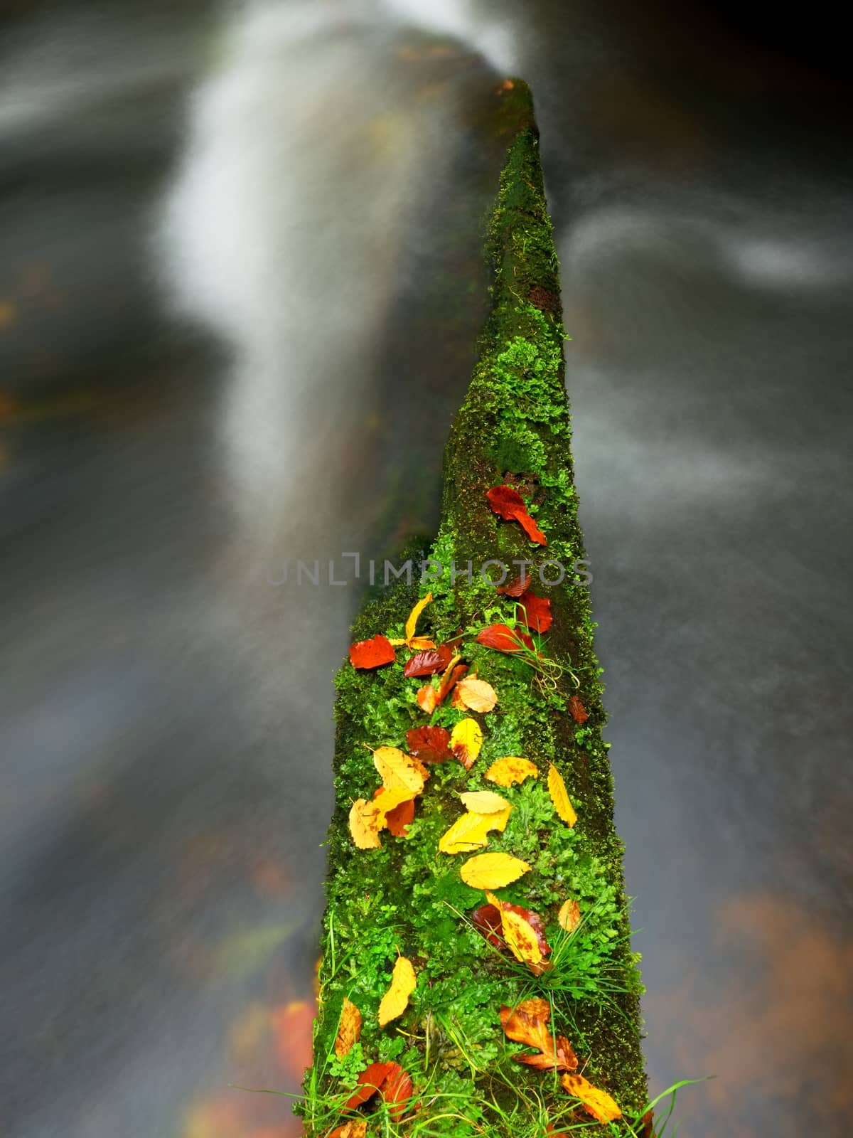 Broken mossy tree trunk fallen in mountain river. Orange and yellow beeches leaves on branch, clear water running below fallen tree