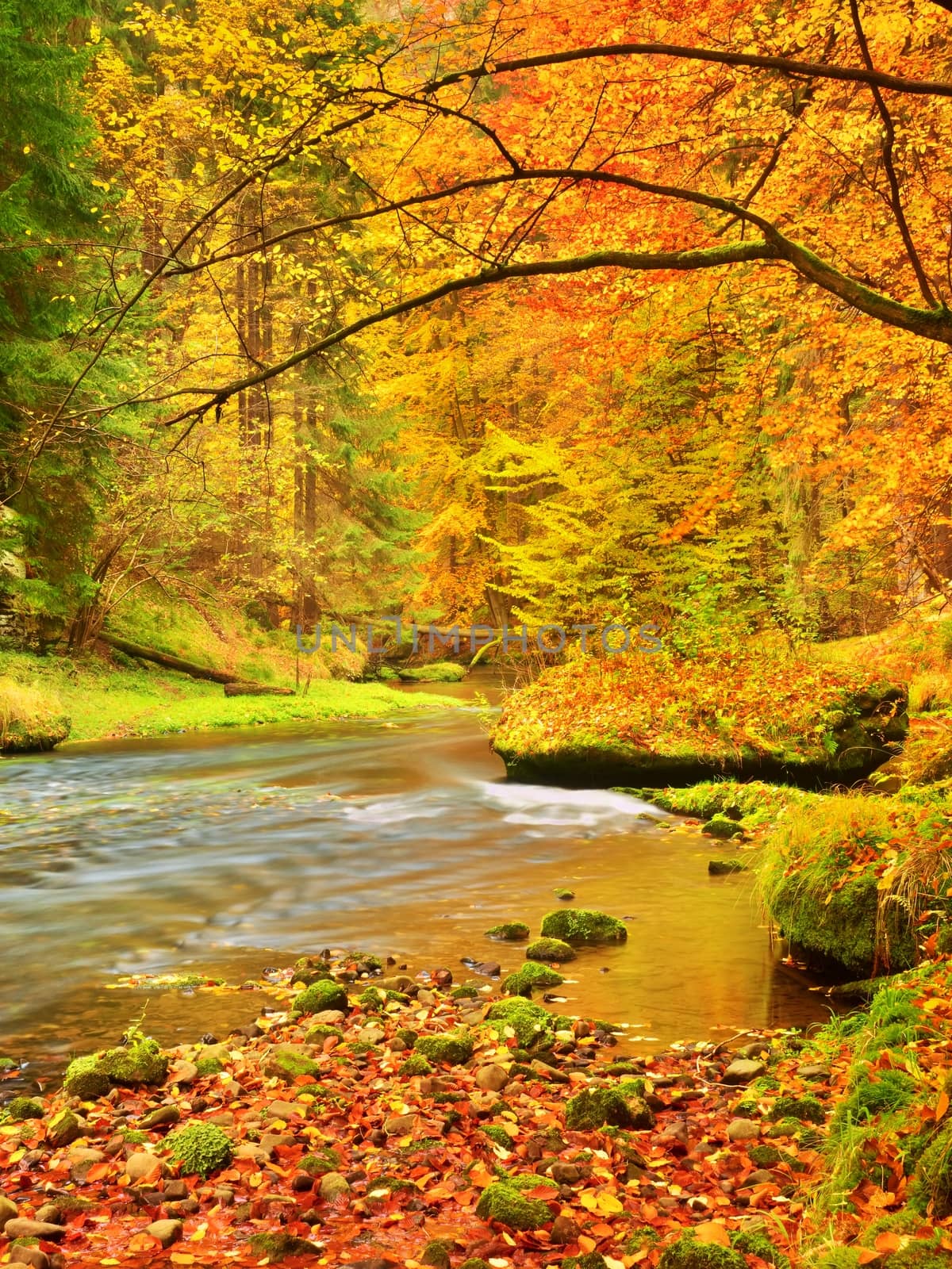 Autumn landscape, colorful leaves on trees, morning at river after rain. Fall season. Colorful leaves.  Forest river. Fall morning river. Autumnal nature.