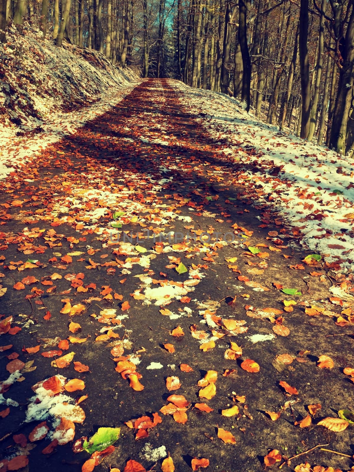 Snowy path leading among the beech trees in early winter forest. Fresh powder snow with colors of leaves, yellow green leaves on trees shinning in afternoon sun