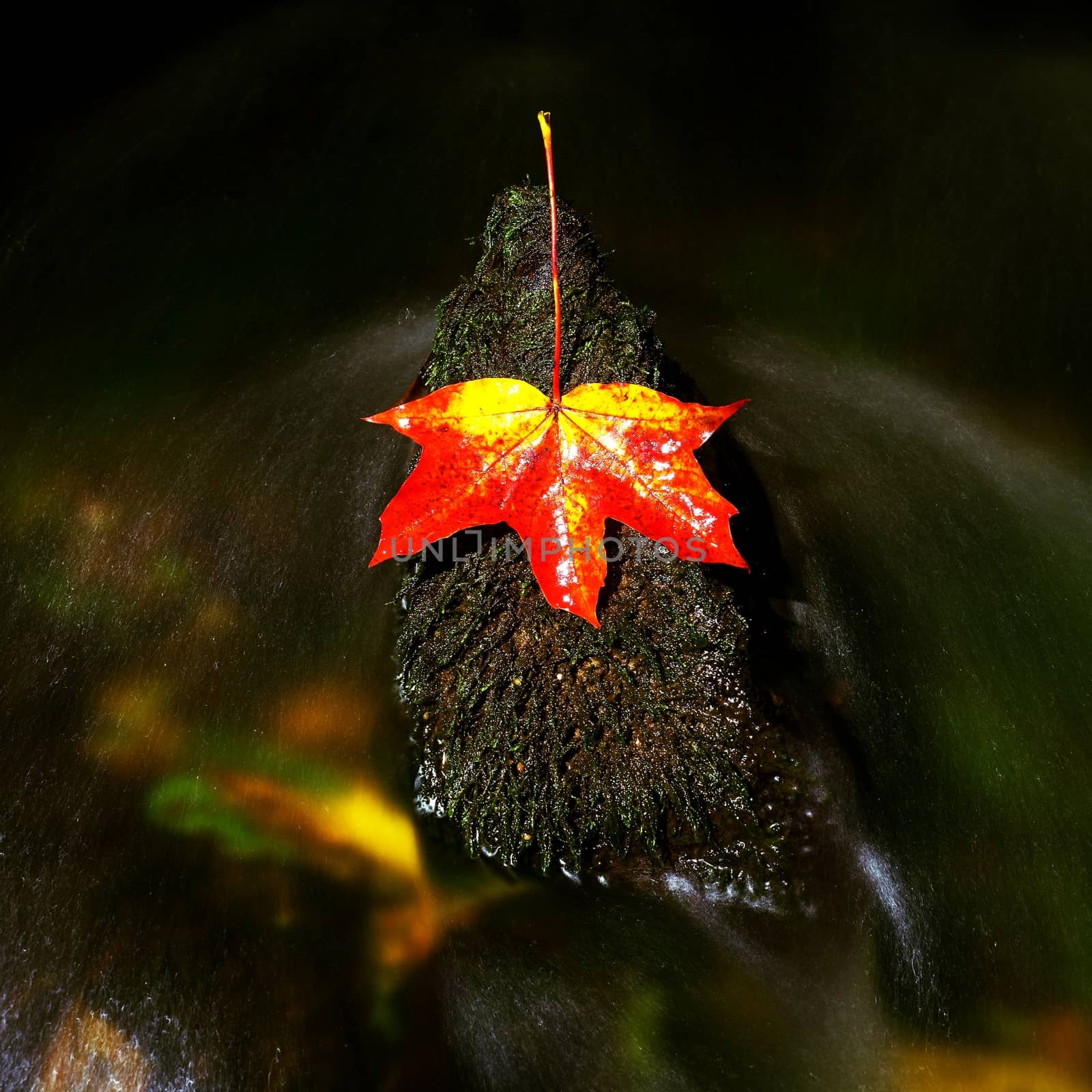 Bright red orange autumn maple leaf fallen in water. Dried leaf fallen caught on mossy stone in cold water of mountain stream