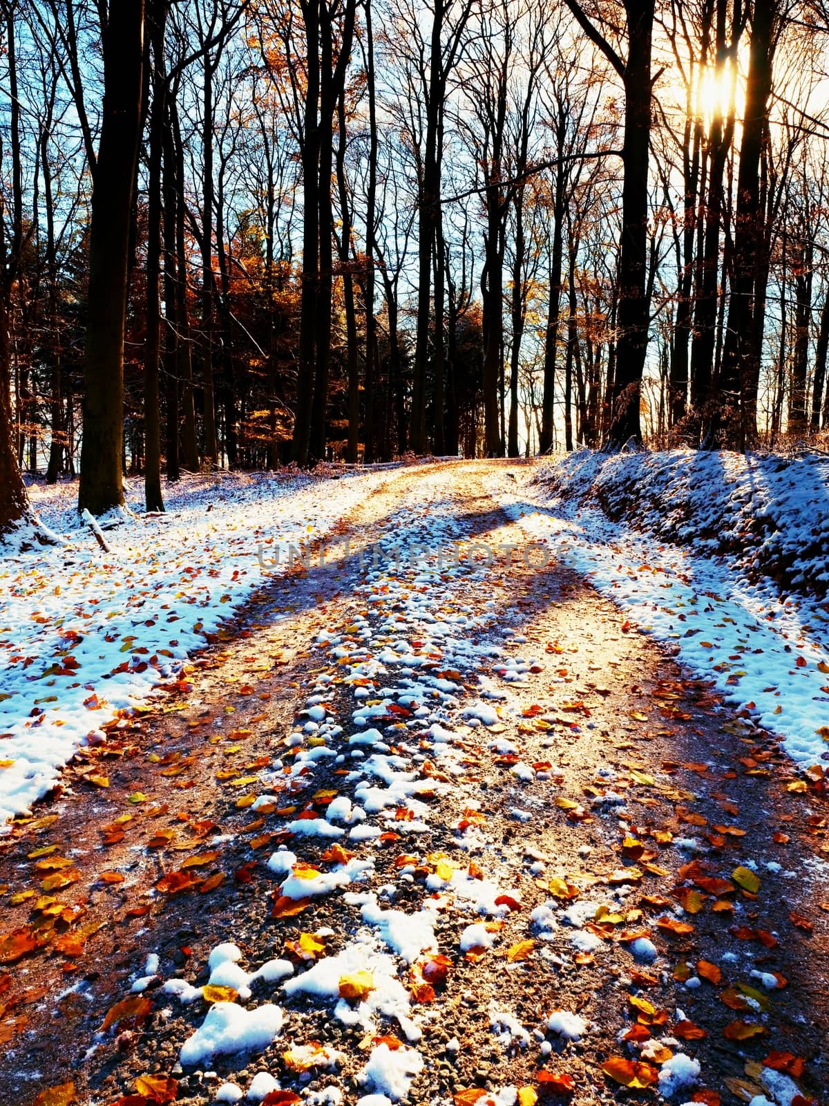 Snowy path leading among the beech trees in early winter forest. Fresh powder snow with colors of leaves, yellow green leaves on trees shinning in afternoon sun