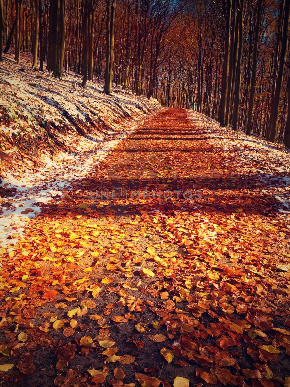 Snowy path leading among the beech trees in early winter forest. Fresh powder snow with colors of leaves, yellow green leaves on trees shinning in afternoon sun