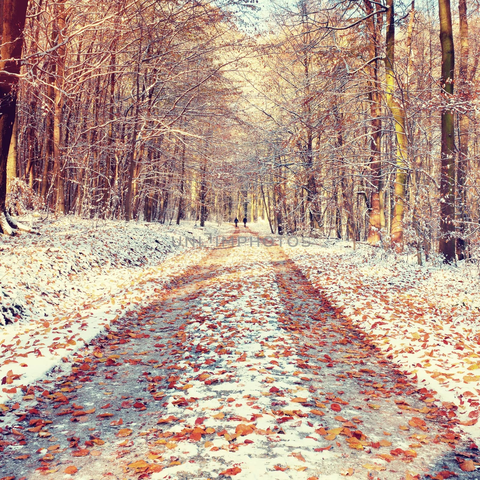 Snowy path leading among the beech trees in early winter forest. Fresh powder snow with colors of leaves, yellow green leaves on trees shinning in afternoon sun