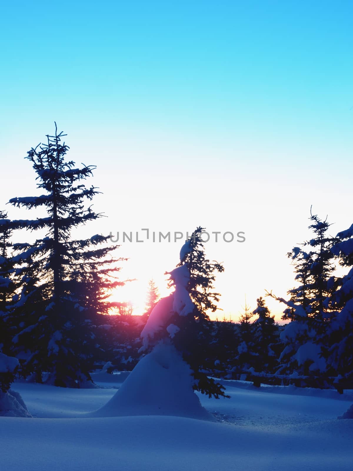 Winter evening in mountains. Powder snow covered forest in mountains. Minute before sunset. Chill evening. 