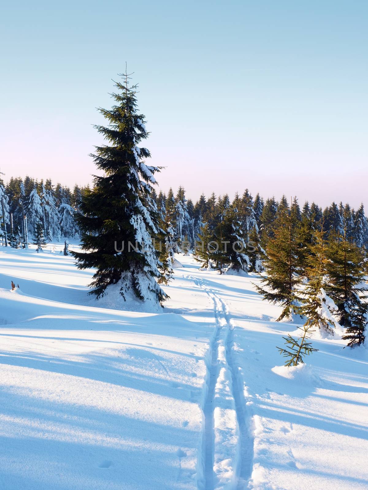 Two ways for cross country skiing in winter mountains. Wintry landscape with cross country skiing ways between trees. 