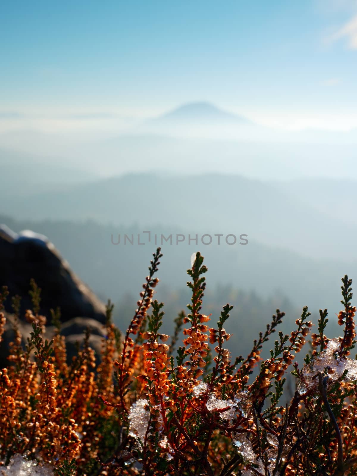 Snow in ink red blooming of heather bush on cliff in park. Hilly countryside with long valley full of autumn fog.