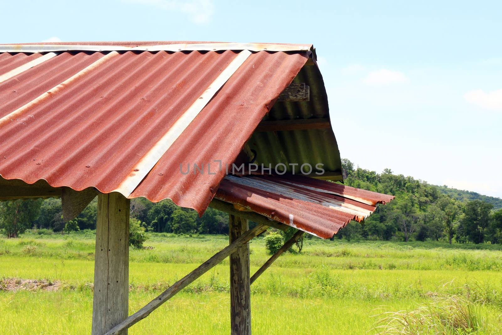 the hut with zinc roof old at paddy field (close up) by cgdeaw