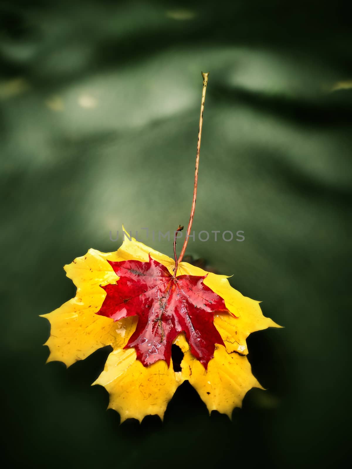 Yellow orange red  autumn maple leaves on water, dried leaf fallen into cold water