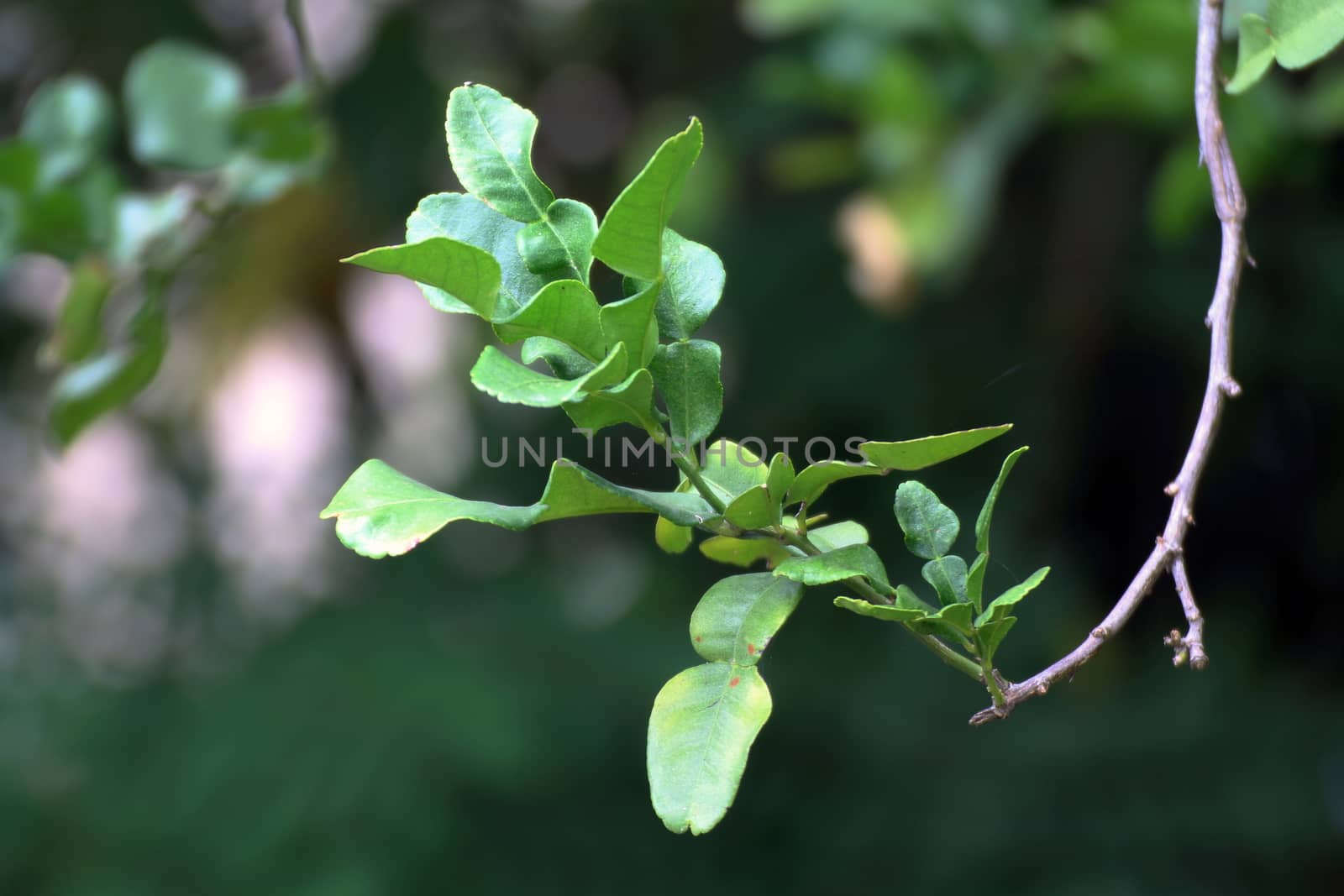 Bergamot leaf, kaffir Lime Leaf by cgdeaw