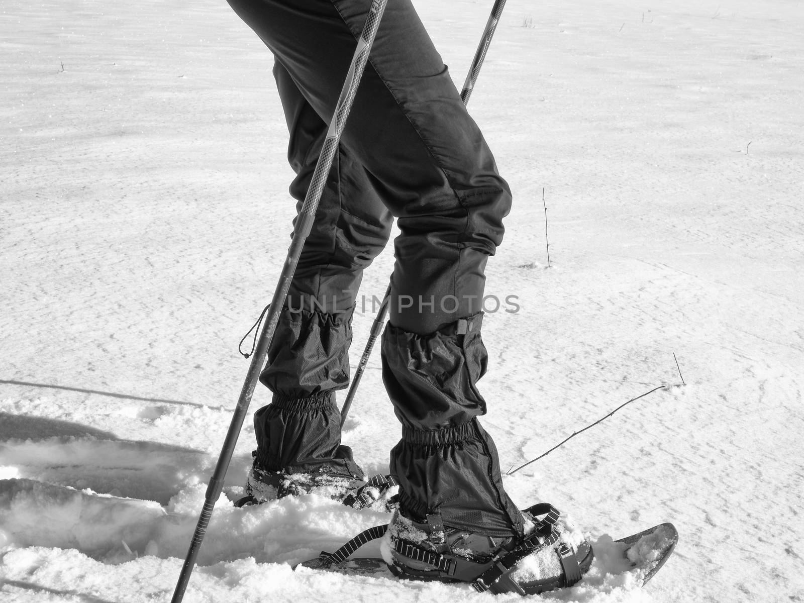 Man legs with snowshoes walk in snow. Detail of winter hike in snowdrift, snowshoeing with trekking poles and shoe cover in powder snow. Red plastic snowshoes.