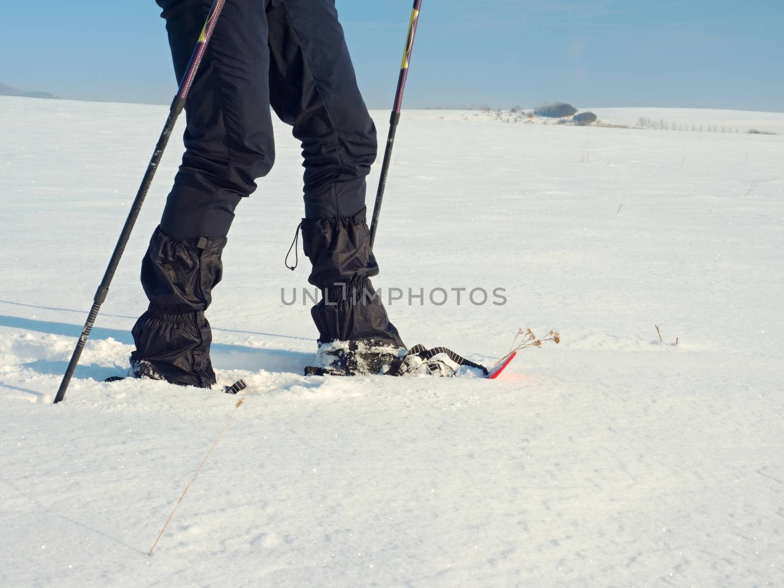 Man legs with snowshoes walk in snow. Detail of winter hike in snowdrift, snowshoeing with trekking poles and shoe cover in powder snow. Red plastic snowshoes.