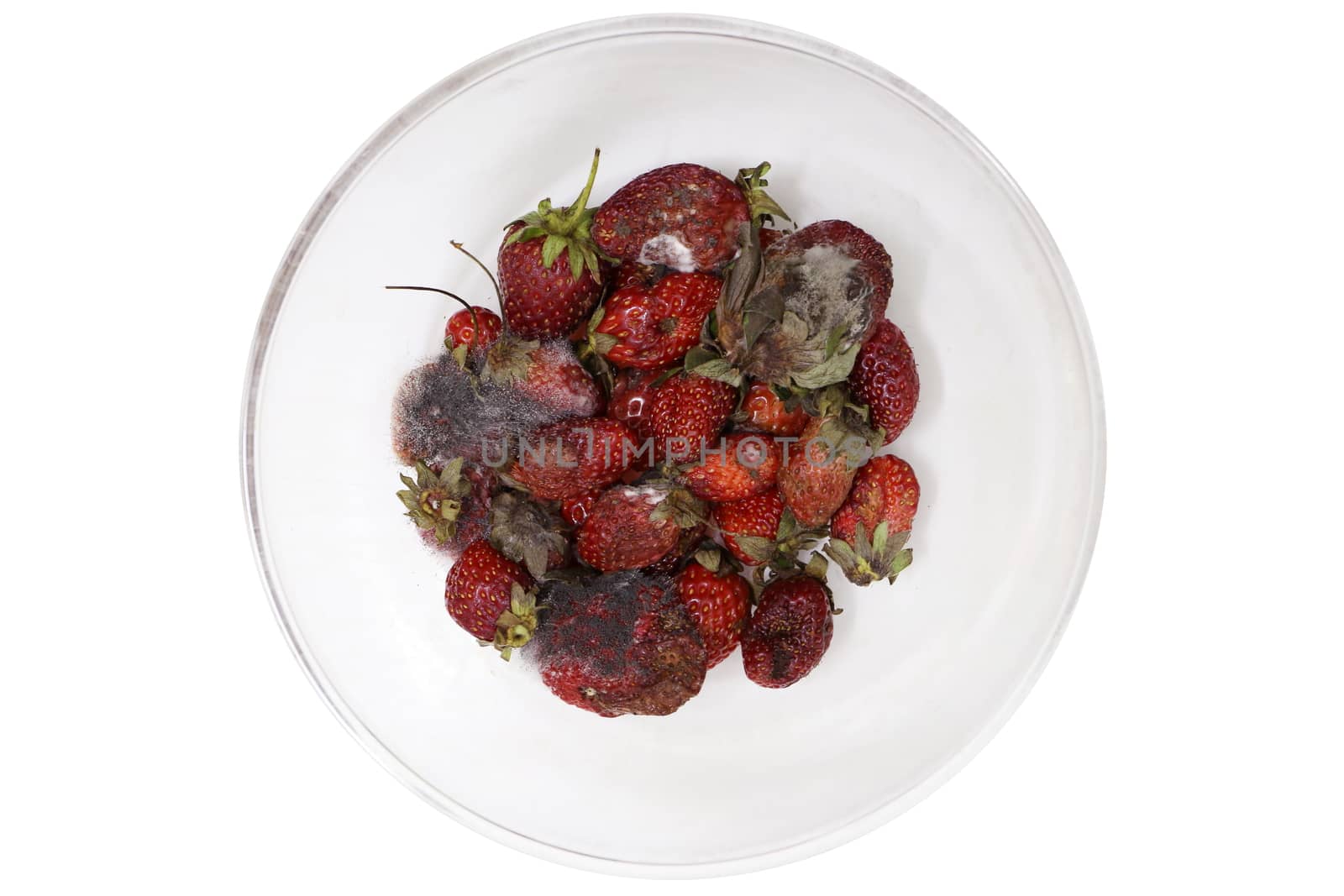 Strawberry rot, Rotten fruit, fruit moldy, Rotten fruit in a bowl, Strawberry rot and mold in Clear glass bowl